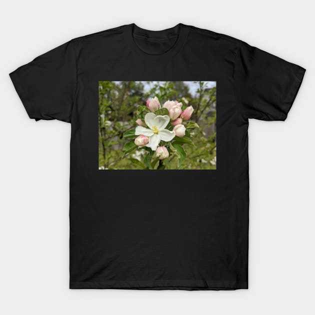 White and Pink Tree Flowers 2 T-Shirt by AustaArt